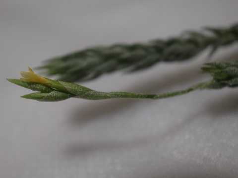 ティランジア トリコレピス 栽培品種 クローズフォーム