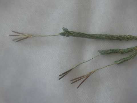 ティランジア トリコレピス 栽培品種 クローズフォーム