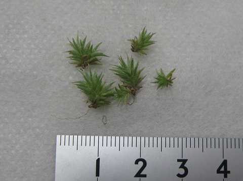 Tillandsia tricholepis Short form