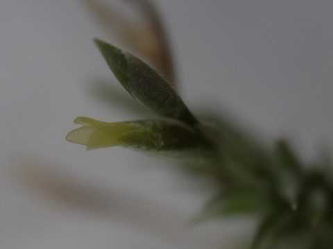 ティランジア トリコレピス 栽培品種 短型