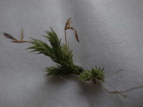 Tillandsia tricholepis