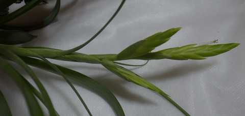 ティランジア バリアビリス 栽培品種 カルタゴ