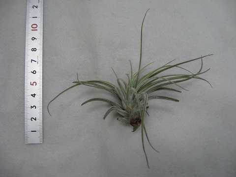 Tillandsia velickiana