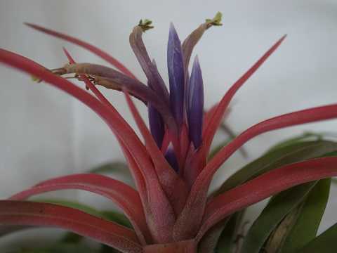 Tillandsia velutina