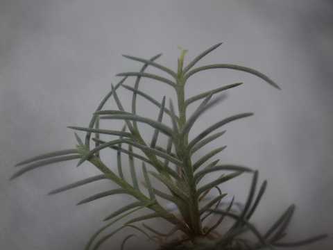 Tillandsia virescens