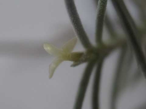 Tillandsia virescens