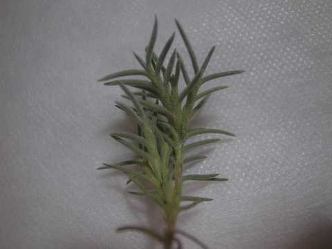 Tillandsia virescens