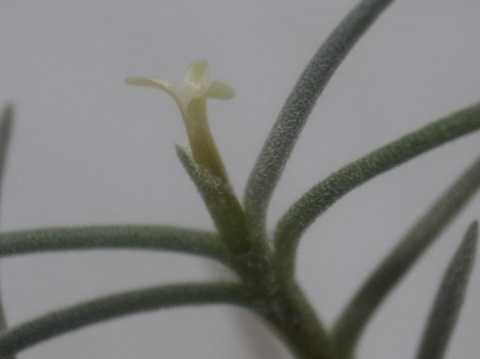 Tillandsia virescens