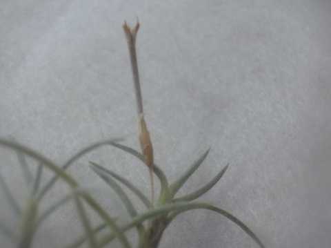 Tillandsia virescens