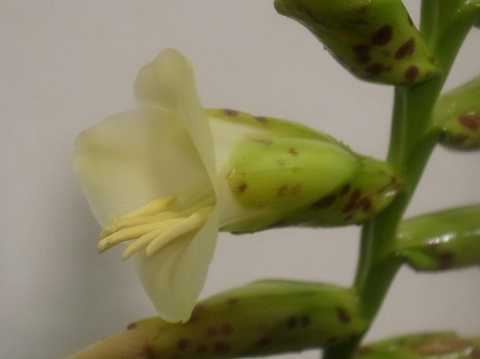 Tillandsia fenestralis