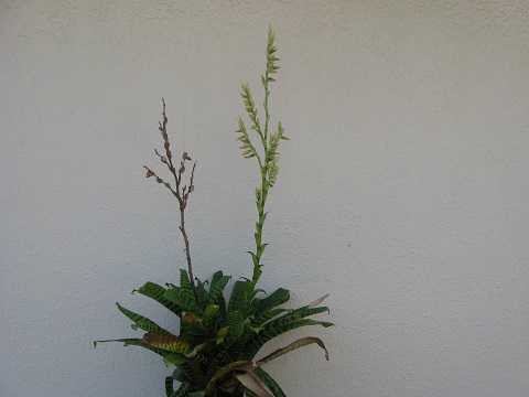 Tillandsia hieroglyphica